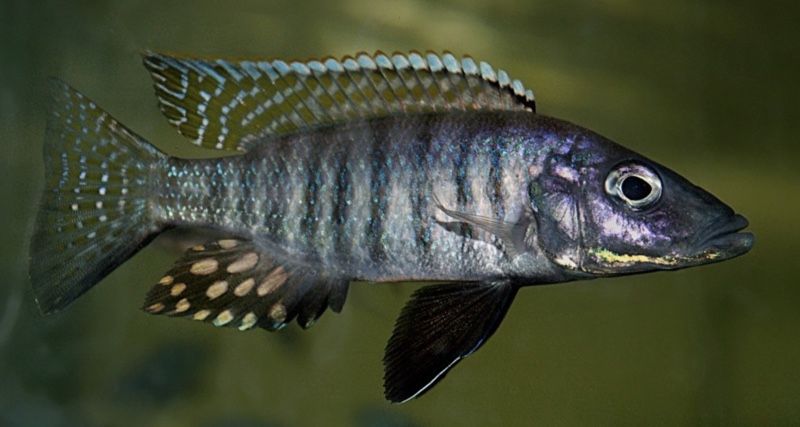 Stigmatochromis macrorhynchos